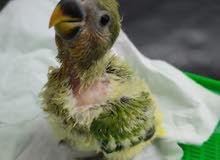 African Love Bird Baby African Love Bird Baby