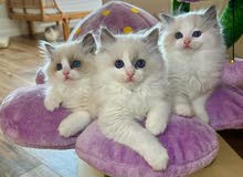 pure breed ragdoll kittens available
