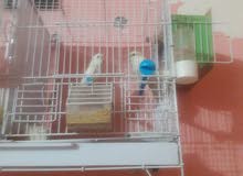 طيور الحب هولندي اللون عيونه حمر طيور الحب هولندي اللون عيونه حمر