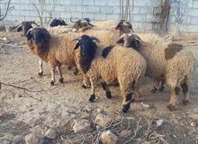حواله للبيع حواله للبيع