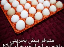 للبيع بيض بحريني