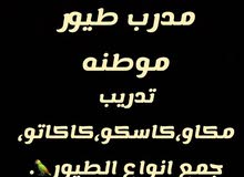 مدرب طيور مدرب طيور