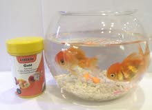 Glass boll and 2 fish& food. for sale? Glass boll and 2 fish& food. for sale?