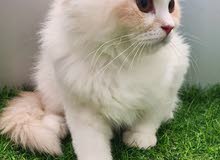 قطة كيتن شيرازي، انثى، Persian female kitten