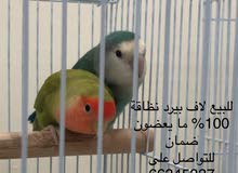 للبيع لاف بيرد للبيع لاف بيرد