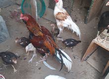 Pakistani chickens and chicks