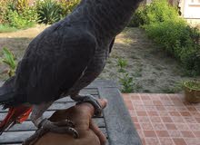 African grey parrot for sale sex unknown age around 5 month price 300BD . free delivery ..