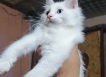 قطه انثئ شيرازيه عمر 3اشهر اقره وصف قطه انثئ شيرازيه عمر 3اشهر اقره وصف