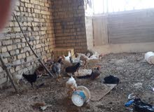 دجاج عرب دجاج عرب