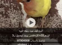 للبيع لوف بيرد ربوه للبيع لوف بيرد ربوه