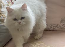 قطه للبيع شيرازيه قطه للبيع شيرازيه