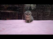 للحجز قطط سكوتش فولد scotch cats for reservations للحجز قطط سكوتش فولد scotch cats for reservations
