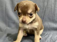 Pure Chihuahua Pure Chihuahua