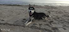 Male Husky yeux bleu Male Husky yeux bleu