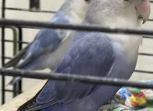 Love birds Love birds