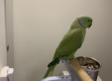 درة للبيع Ringneck for sale درة للبيع Ringneck for sale