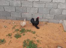 كوبيه الله ايبارك منتجه كوبيه الله ايبارك منتجه