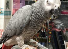 talking jumbo male casco available talking jumbo male casco available
