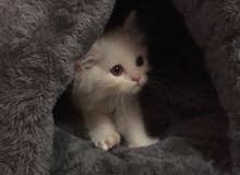 Persian kitten for sale Persian kitten for sale