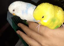 طيور حب ربوه طيور حب ربوه