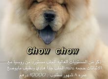 chow chow chow chow