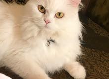 قطه شيرازيه فاخره لون ابيض قطه اليفه جدا قطه شيرازيه فاخره لون ابيض قطه اليفه جدا