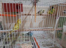 2 breeding Budgie pairs with cage 2 breeding Budgie pairs with cage