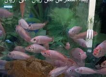 سمك زينة بلطي احمر سمك زينة بلطي احمر