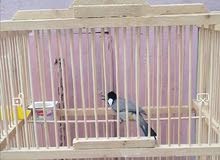 متاح بلبل وحشي اقره الوصف متاح بلبل وحشي اقره الوصف