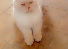 قطه شيرازي فحل اليف للبيع قطه شيرازي فحل اليف للبيع