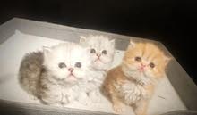 Persian kitten fir adoption