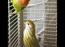3 pairs of healthy breeding lovebird 3 pairs of healthy breeding lovebird