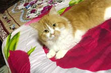 Persian male for mating Persian male for mating