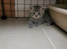 سكوتش فولد ذكر 4 أسابيع Scottish Fold male 4 weeks old سكوتش فولد ذكر 4 أسابيع Scottish Fold male 4 weeks old