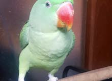 Alexandrian Nepali parrot tame and friendly 10 months old - Abu Dhabi Alexandrian Nepali parrot tame and friendly 10 months old - Abu Dhabi