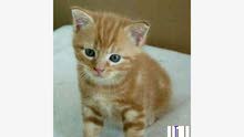 chat bebe jaune chat bebe jaune