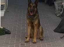 جيرمان شيبرد جيرمان شيبرد