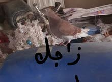 حمام للبيع الوصف مهم حمام للبيع الوصف مهم