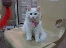 قطة شيرازي على هملايا بيضاء للبيع العمر 3 اشهر ونصف مع اللقاحات والبطاقة الصحية للقط