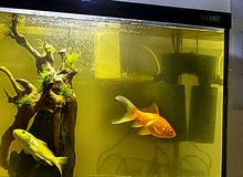 1 Koi , 1 Comet 1 Koi , 1 Comet
