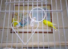 Budgies and lovebirds for sale Budgies and lovebirds for sale