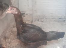 دجاجه للبيع دجاجه للبيع