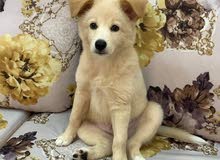 golden husky mix golden retriever and husky golden husky mix golden retriever and husky