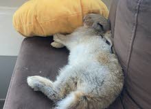 looking for good house , two friendly rabbits looking for good house , two friendly rabbits