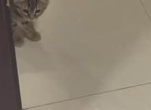 قطط بنغال للبيع قطط بنغال للبيع