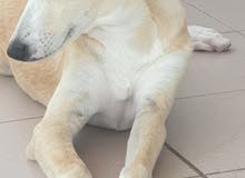 golden retriever mix with labrador golden retriever mix with labrador