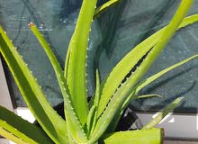 Aloe Vera Plant big size