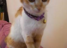 cat 8 month and vaccinated for only 200 cat 8 month and vaccinated for only 200