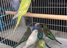 for sale Budgies 6-8 months old they can get babies after 3 months their sound I for sale Budgies 6-8 months old they can get babies after 3 months their sound I