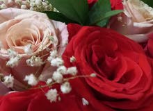 مدرسة اردنية متمكنة خبرة طويله 23 سنه مدرسة اردنية متمكنة خبرة طويله 23 سنه